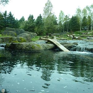 Grizzly Bear Exhibit