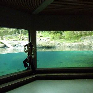 Grizzly Bear Exhibit