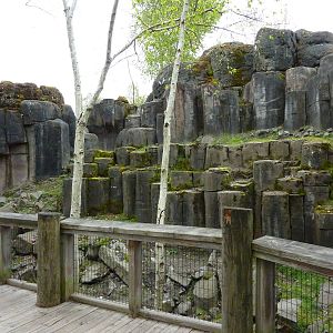 Rocky Mountain Goat/Arctic Fox Exhibit