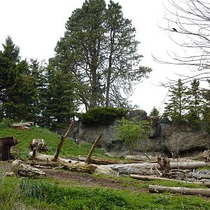 Grizzly Bear Exhibit