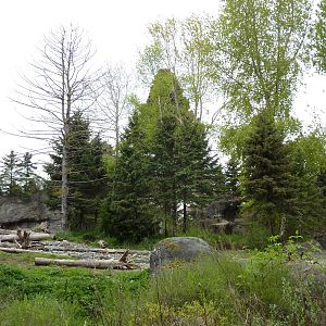 Grizzly Bear Exhibit