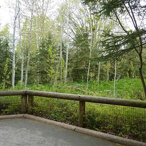 Arctic Wolf Exhibit - Viewing Area