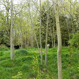 Arctic Wolf Exhibit - See The Wolf?