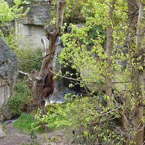 Orangutan Exhibit - See The Male Orang?