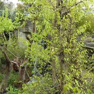 Orangutan Exhibit - See The Male Orang?