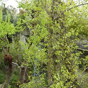 Orangutan Exhibit - See The Male Orang?
