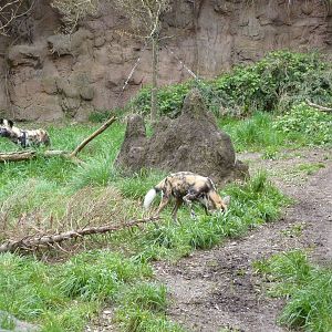 African Wild Dogs