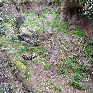 African Wild Dog Exhibit