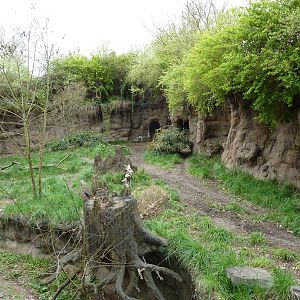 African Wild Dog Exhibit