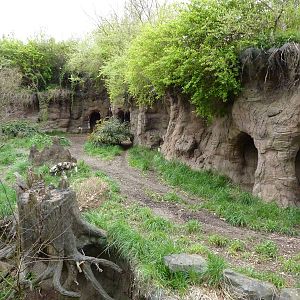 African Wild Dog Exhibit