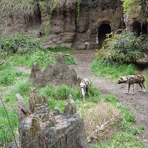 African Wild Dog Exhibit