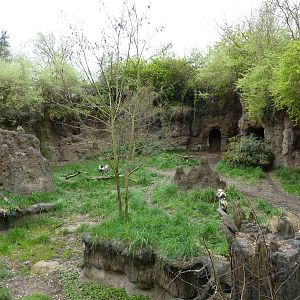 African Wild Dog Exhibit