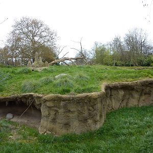 Patas Monkey Exhibit