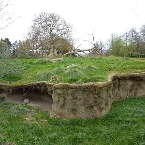 Patas Monkey Exhibit
