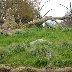 Patas Monkey Exhibit