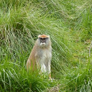 Patas Monkey