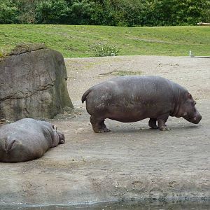 Hippos