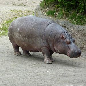 Hippo
