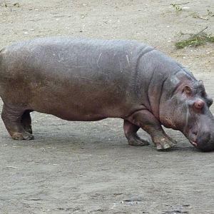 Hippo