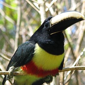 Black Necked Aracari
