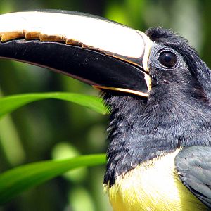 Black Necked Aracari