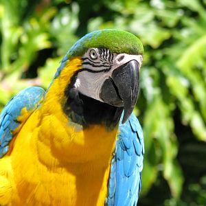 Blue Throated Macaw