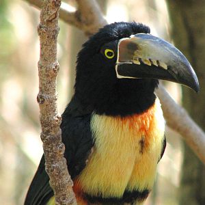 Collared Aracari