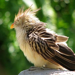 Guira Cuckoo
