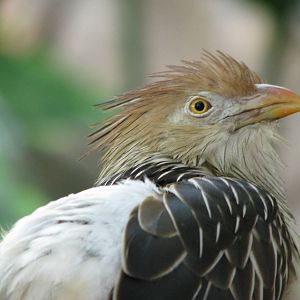 Guira Cuckoo