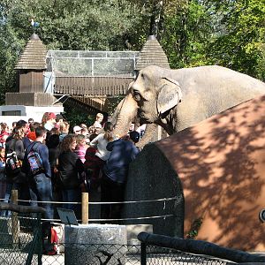 Knie Kinderzoo 2006 - Crowd in front of the Elephants
