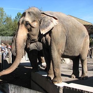 Knie Kinderzoo 2006 - Public feeding of the Elephants