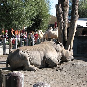 Knie Kinderzoo 2006 - Retired circus rhinoceros