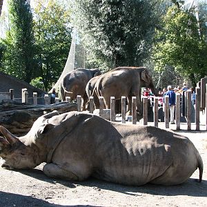 Knie Kinderzoo 2006 - Retired circus rhinoceros