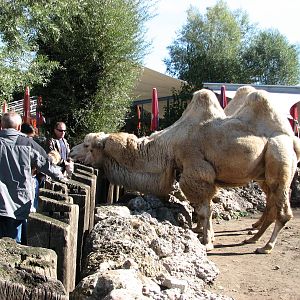 Knie Kinderzoo 2006 - Bactrian Camels check out the visitors