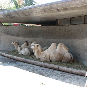 Knie Kinderzoo 2006 - Bactrian Camels