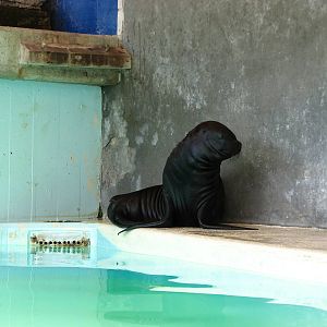 Knie Kinderzoo 2006 - Young Patagonian Sea Lion