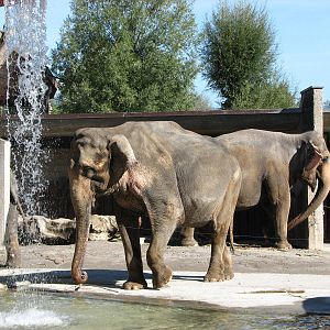 Knie Kinderzoo 2006 - Asiatic Elephant cows