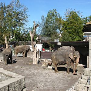 Knie Kinderzoo 2006 - Part of the Asiatic Elephant exhibit