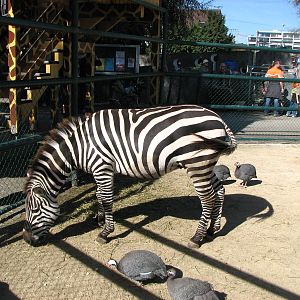 Knie Kinderzoo 2006 - Grants Zebra in the mixed ungulate enclosure