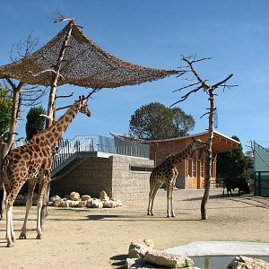 Knie Kinderzoo 2006 - Mixed ungulate enclosure