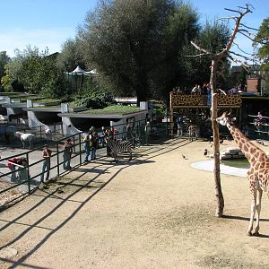 Knie Kinderzoo 2006 - Mixed ungulate enclosure and pony pens