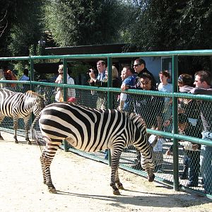 Knie Kinderzoo 2006 - Zebras in the mixed ungulate enclosure