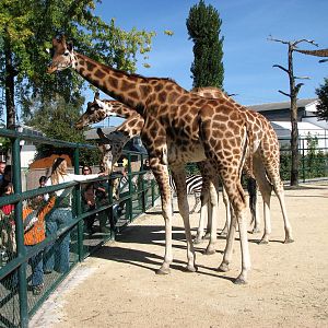 Knie Kinderzoo 2006 - Giraffes in the mixed ungulate enclosure