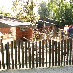 Knie Kinderzoo 2006 - Pigmy goat enclosure in the petting zoo