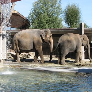 Knie Kinderzoo 2006 - Part of the Asiatic Elephant exhibit