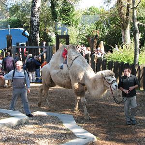 Knie Kinderzoo 2006 - Bactrian Camel ride
