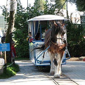 Knie Kinderzoo 2006 - Wagon pulled by a horse
