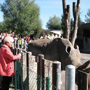 Knie Kinderzoo 2006 - Retired circus rhinoceros