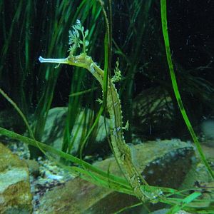 Ribboned Seadragon