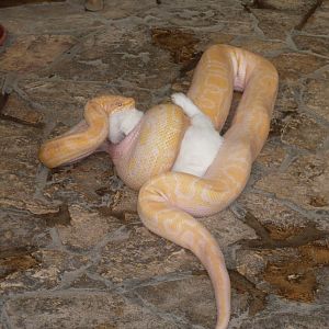 Albino tiger python eating a rabbit